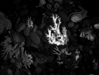 Actual grayscale frame from Test_001 with normal lighting